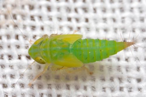 Réf. 320 658 : Heliotettix tangiricus